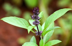 Sweet Basil or Kamkasturi