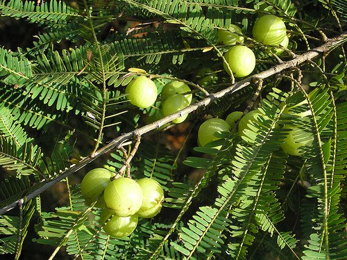 fruits of amla