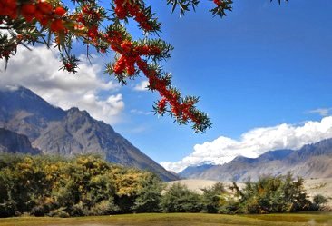 seabuckthorn branch with mountains