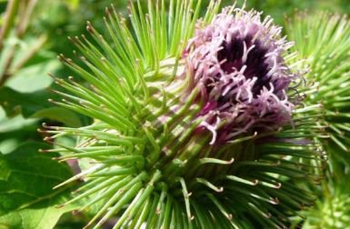 health benefits of burdock root