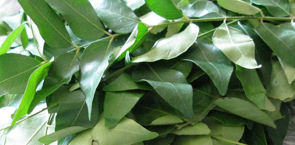 health benefits of curry leaves