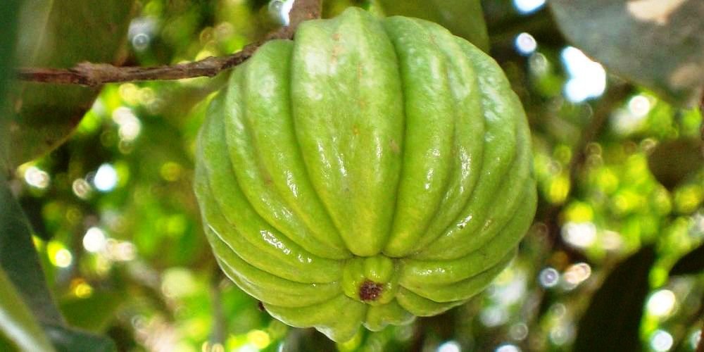 benefits of garcinia cambogia?