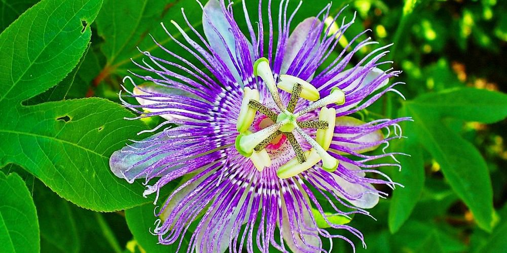 Benefits of passiflora incarnata