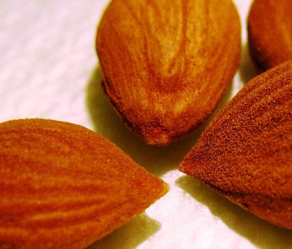 health benefits of apricot seed