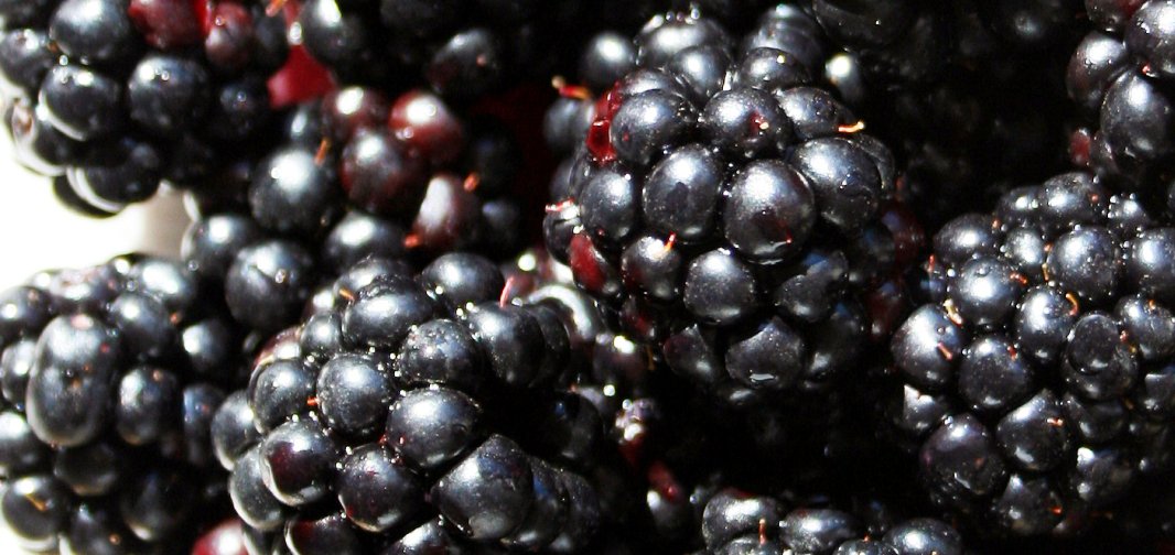 health benefits of blackberries