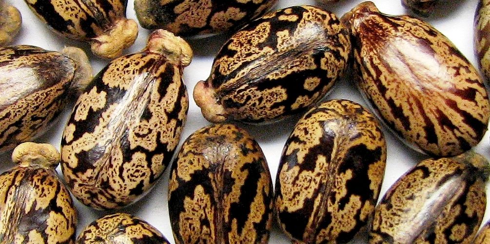 health benefits of castor seed oil