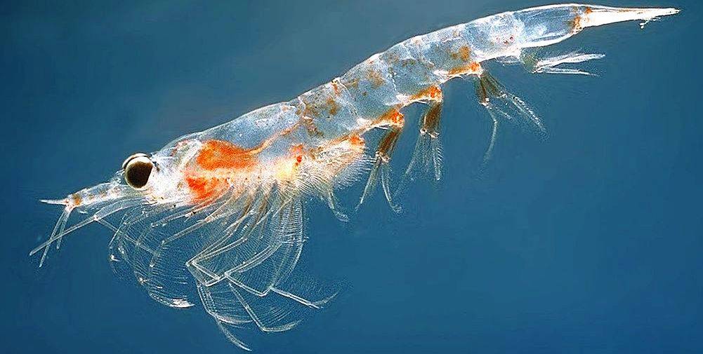 health benefits of krill oil