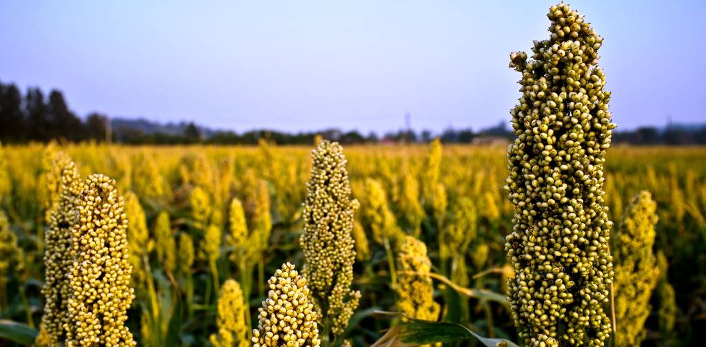 health benefits of sorghum