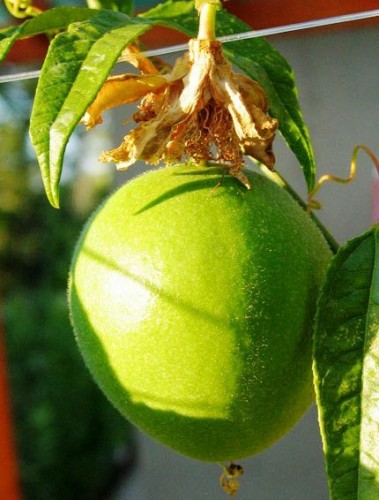 maypop fruit