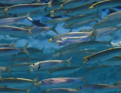 Pacific sardine in school