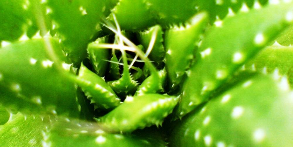 aloe vera benefits for skin