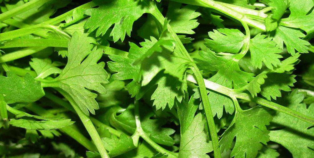 health benefits of coriander