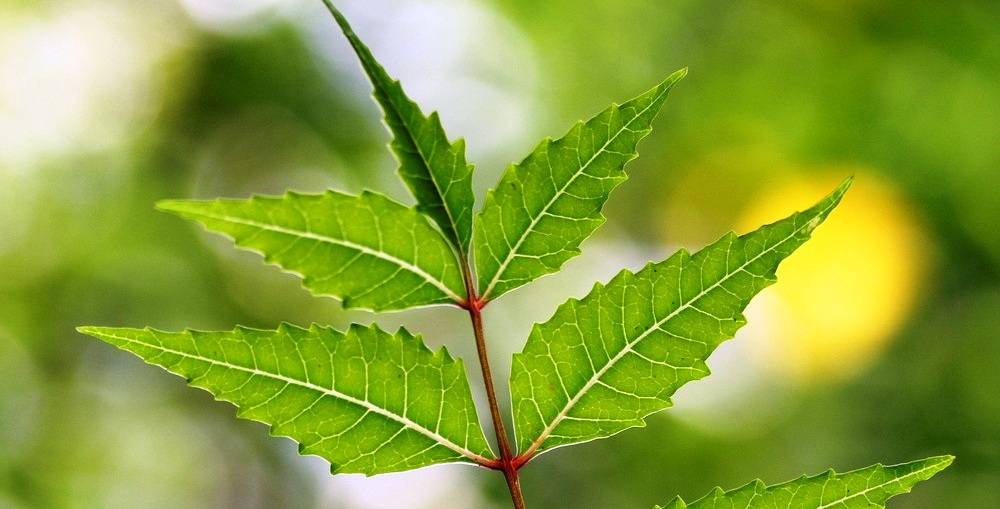 health benefits of neem leaves