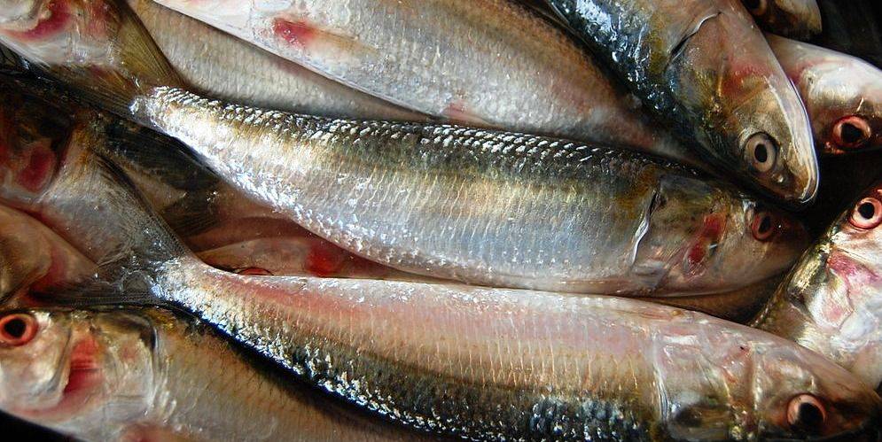 health benefits of sardine