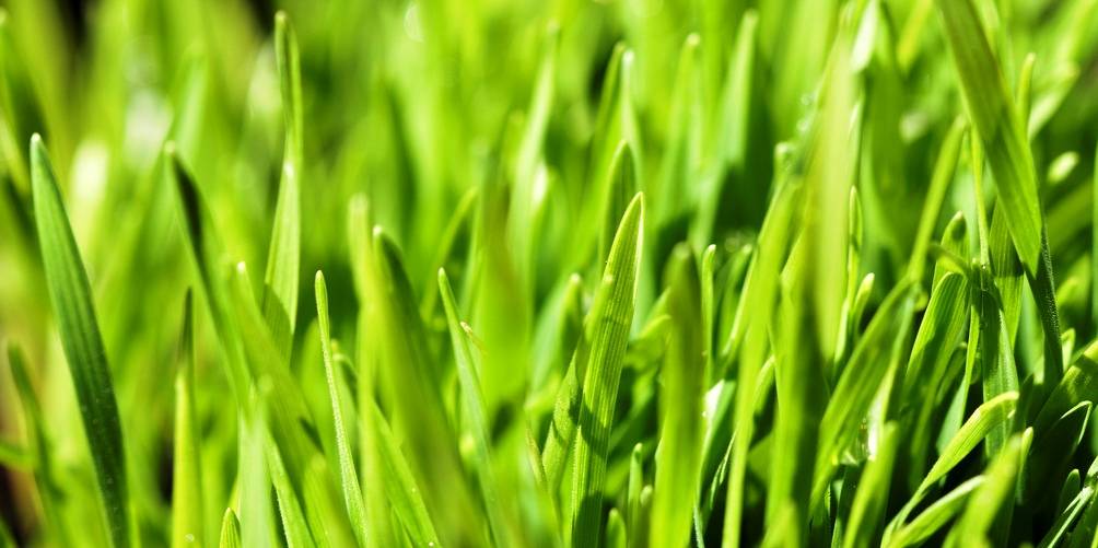 health benefits of wheatgrass