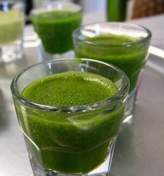 wheat grass juice