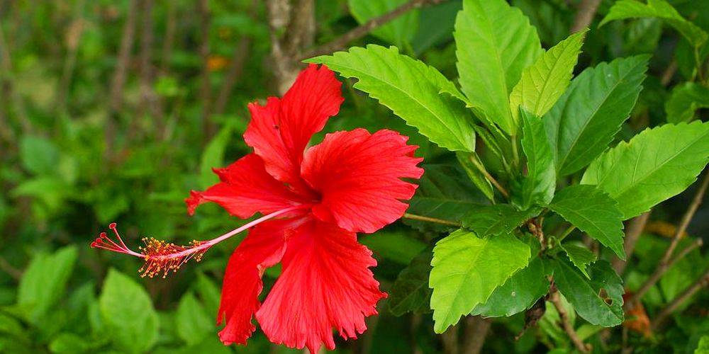 benefits of hibiscus rosa