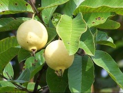 guava and guava leaf