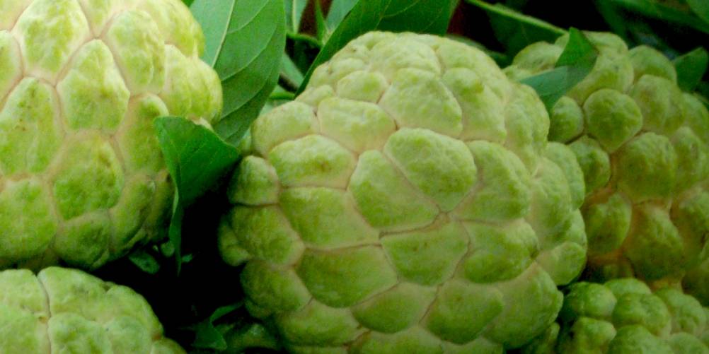 health benefits of custard apple