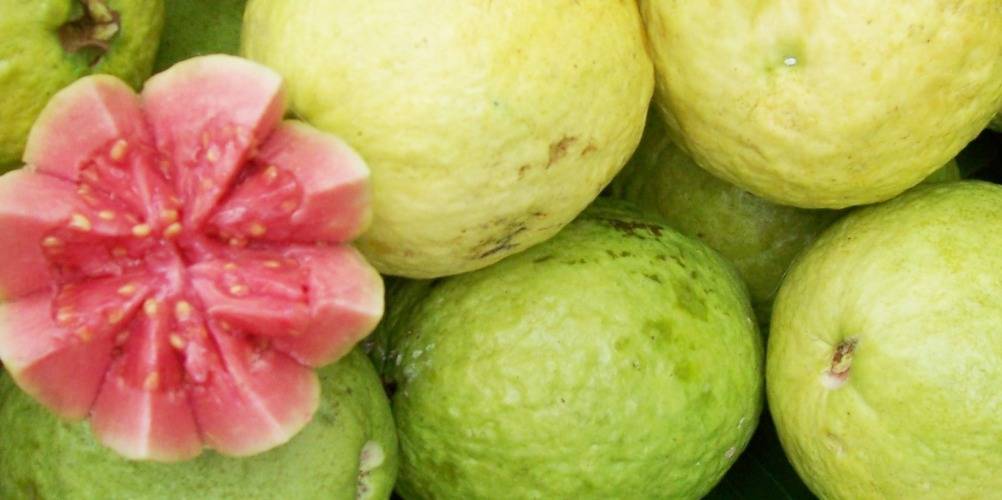 health benefits of guava