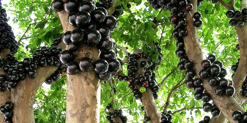 health benefits of jaboticaba