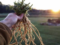 ashwagandha root