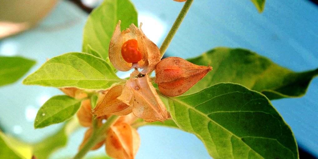 health benefits of ashwagandha