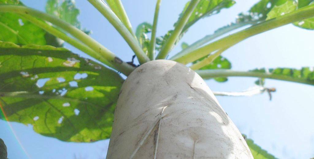 health benefits of daikon