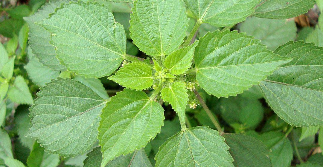 medicinal properties of acalypha indica