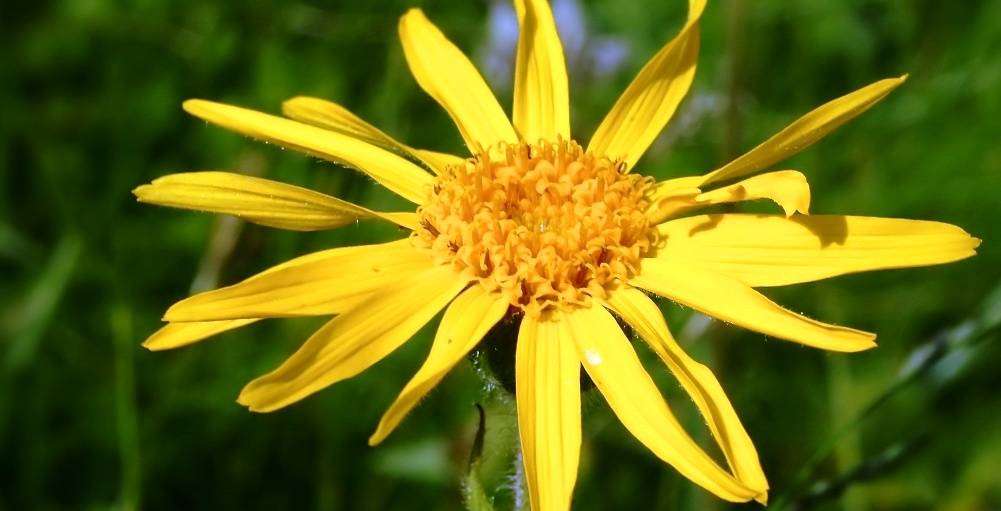 health benefits of arnica