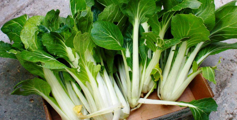 health benefits of bok choy