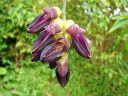 Mucuna Pruriens flowers