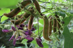 Mucuna Pruriens flowers and pods