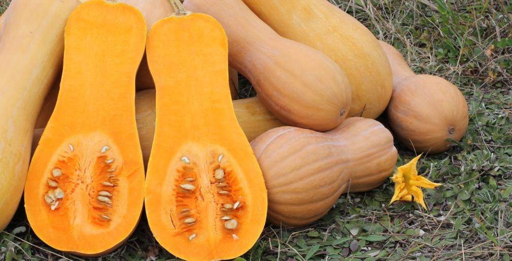 benefits of butternut squash