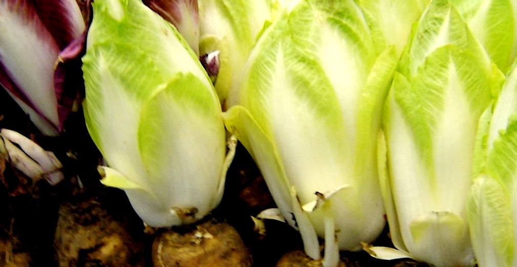 health benefits of endives