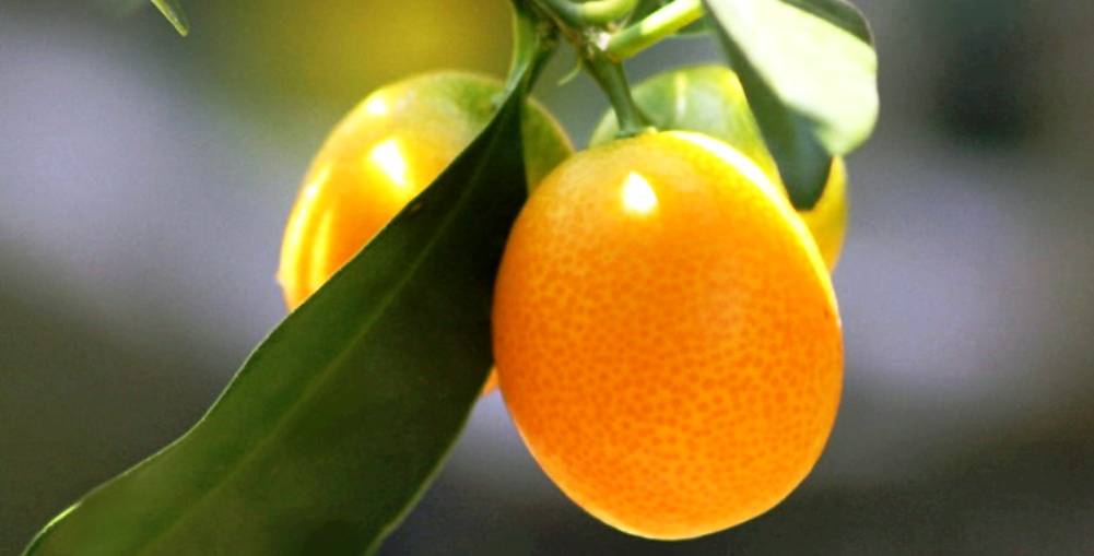 health benefits of kumquat