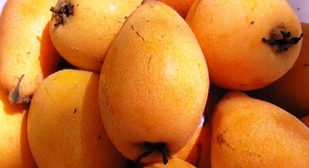 health benefits of loquat