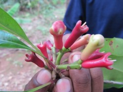 fresh cloves