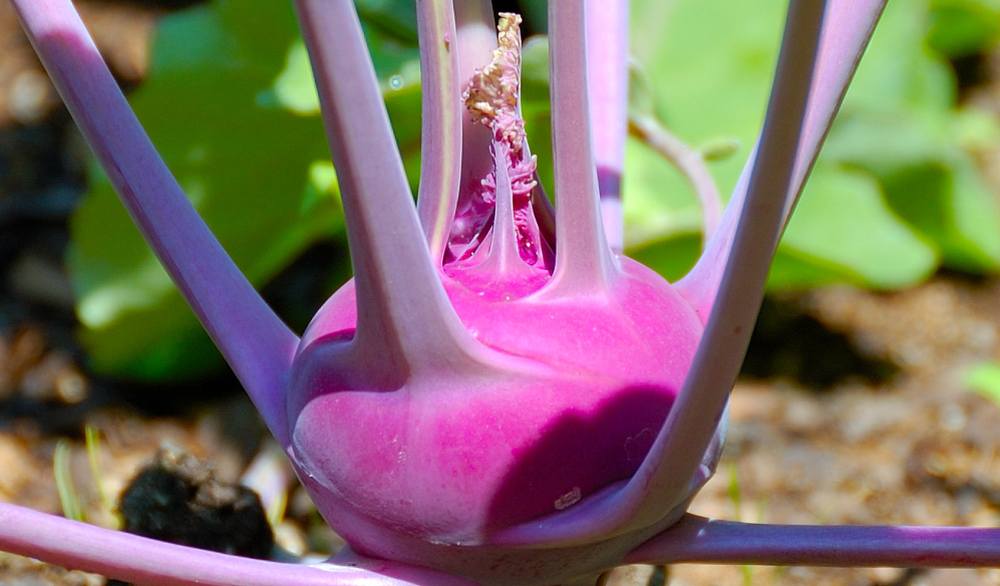 benefits of pink kohlrabi