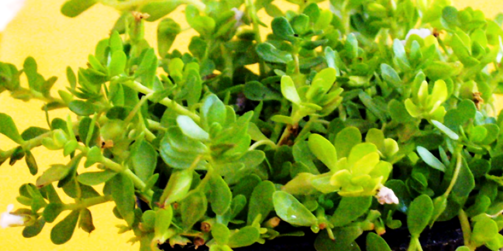 health benefits of brahmi