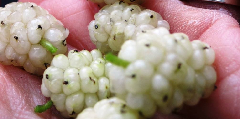 health benefits of white mulberry