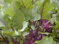 kohlrabi vegetable on ground