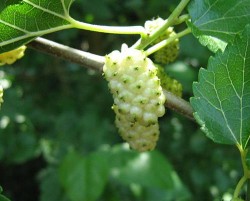 unripe white mulberry