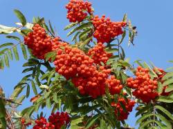 bunch of rowan berries on tree