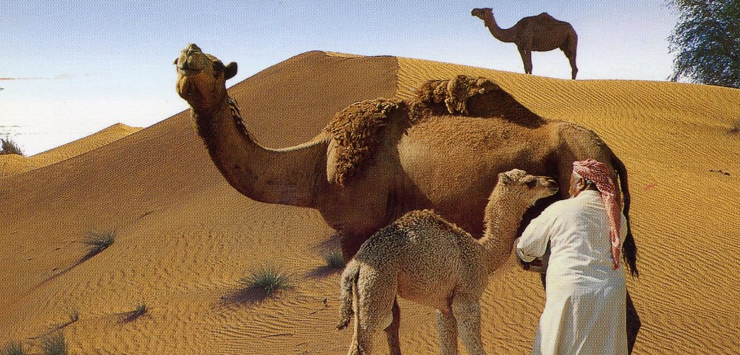 health benefits of camel milk