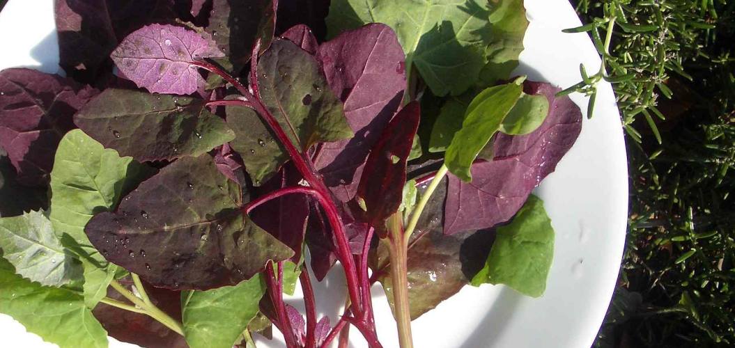 health benefits of orach