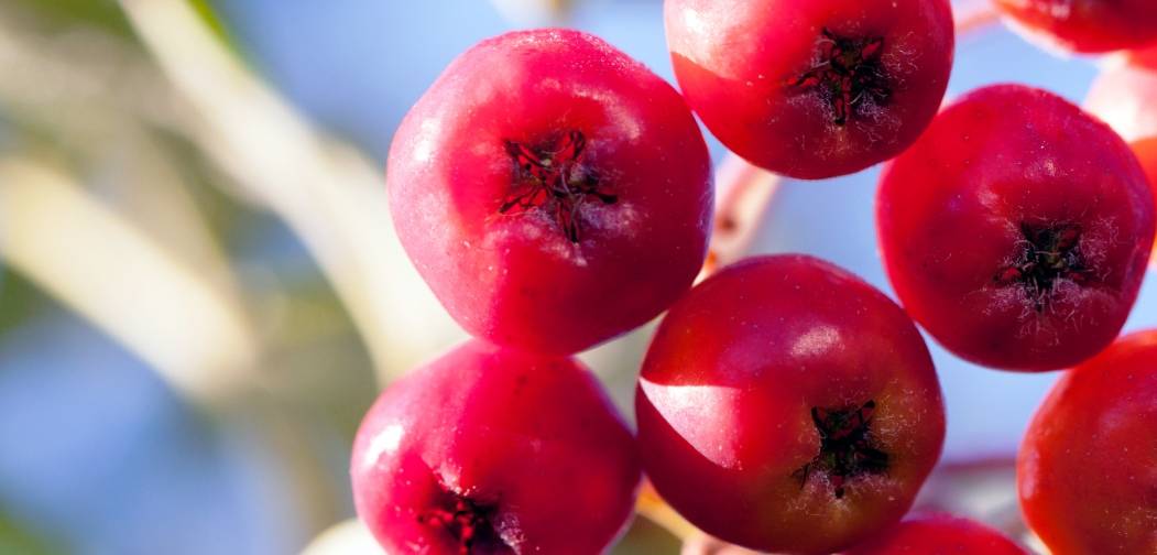 health benefits of rowan berries