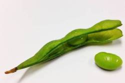 stripped edamame bean