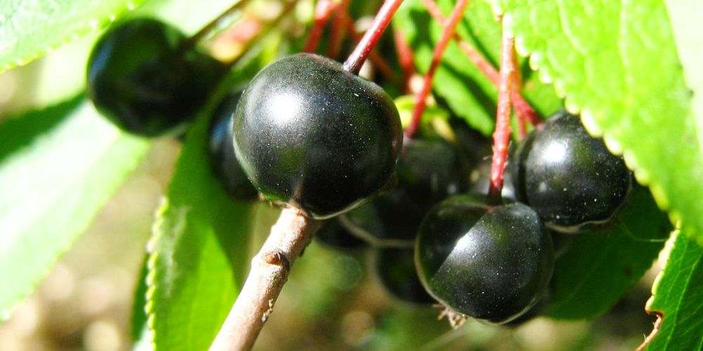 health benefits of aronia berries