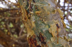 frankincense tree